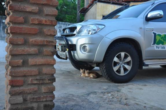 Filhotes de gato abrigados sob a Fiona, após passeio no Delta do Parnaíba, na fronteira dos estados do Piauí e Maranhão